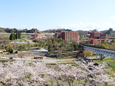国内の大学で最大級の本数となった角間キャンパスの桜